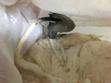 Yesterday, I was the one who built the thread that mushrooms grew on the masturbation.