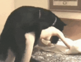 [Erotic GIF] Beautiful woman is violated by runaway fierce beasts is too dangerous wwwww