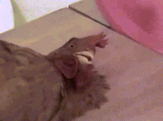 [GIF video] エ口エ口GIF gathers threadwwwwwwwwwwwww 14th image
