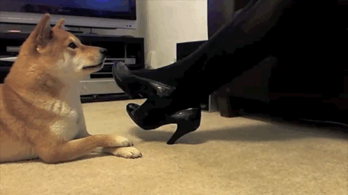 [GIF video] エ口エ口GIF gathers threadwwwwwwwwwwwww 9th image